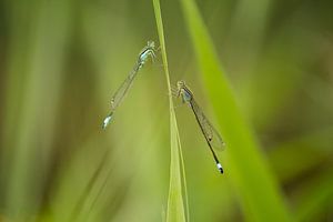 Des demoiselles dans la verdure sur Moetwil en van Dijk - Fotografie