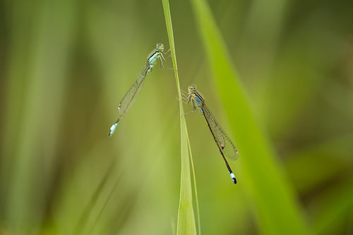 Damselflies between the greenery