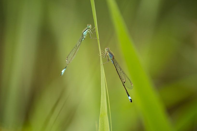 Damselflies between the greenery by Moetwil en van Dijk - Fotografie