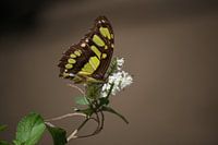 Vlinder