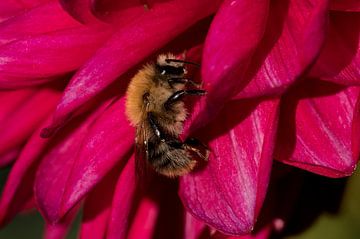 Field bumblebee on aster by Ivonne Fuhren- van de Kerkhof