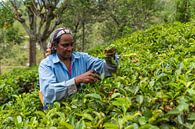 Picking tea in Sri Lanka by Richard van der Woude thumbnail