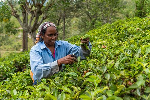 Picking tea in Sri Lanka