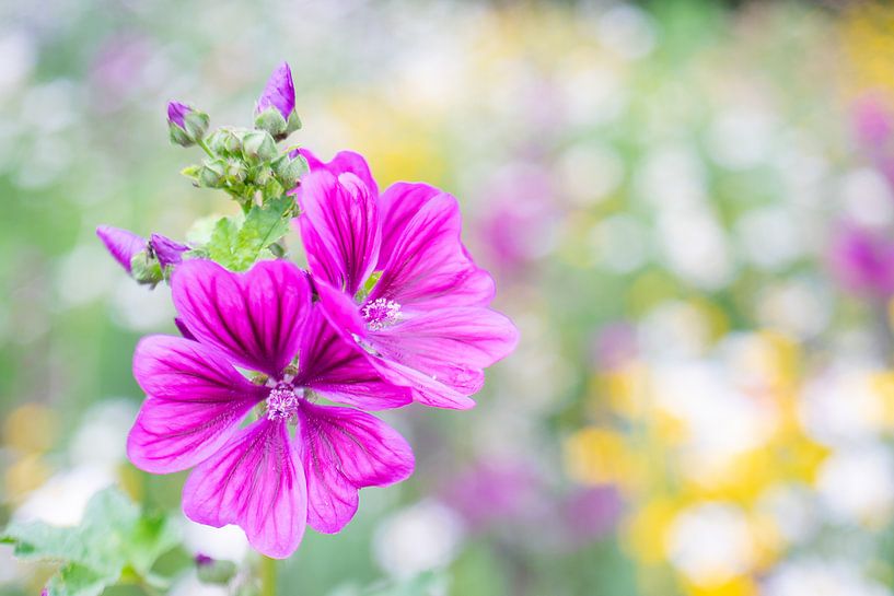 Wild Flowers by Erwin Heuver