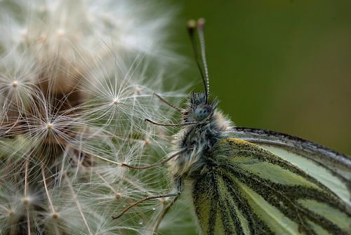 Klein geaderd witje van dichtbij