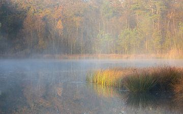 Mist in het Mensingebos van Peter Kuipers
