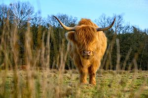 Schottischer Highlander auf dem Veluwezoom II