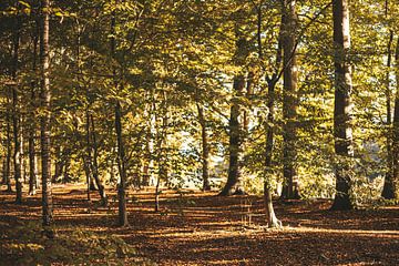 In het bos van Tessa Dommerholt