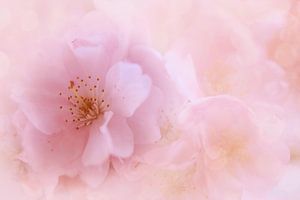 Blüte