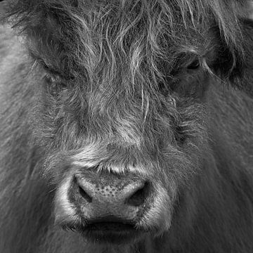 Scottish Highlander Cow black and white by 7.2 Photography