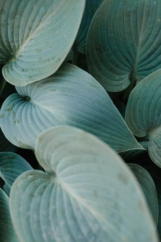 Hosta Leaves Closeup Texture