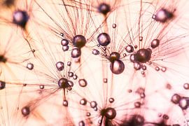 Drops on Dandelion by Mark Scheper