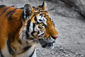 Gros plan d'un tigre sur Chihong