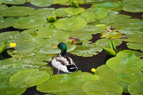 Wilde eend in de waterlelievijver