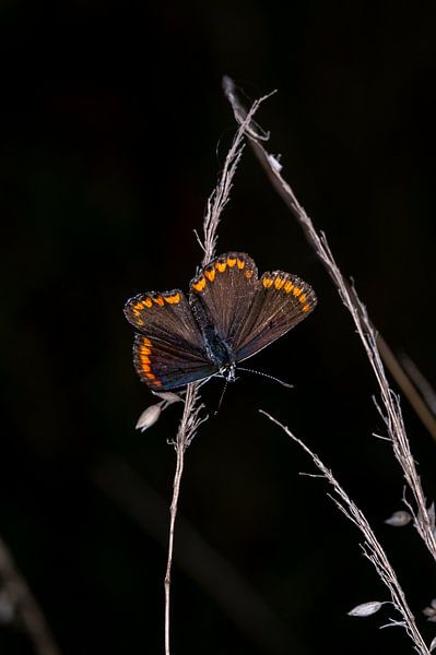 Bleu brun - Aricia Agestis 4 par Kees Goethart