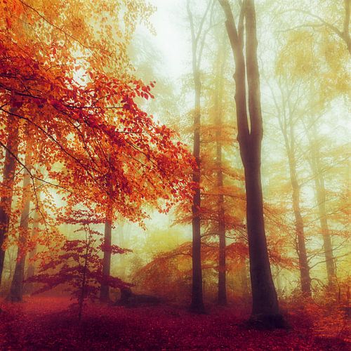 Dromerig herfstbos