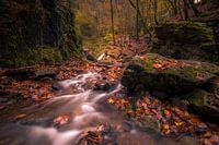 Herfst in de Ardennen