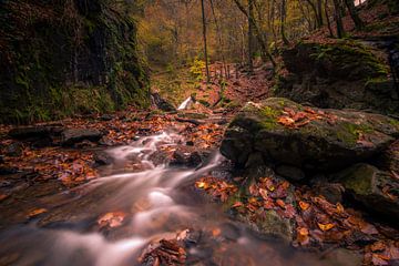 Herfst in de Ardennen van Rob Bout