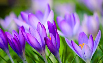 Krokussen  De lente ontwaakt van Jessica Berendsen