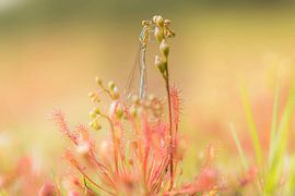 Sundew vs Damselfly by Ans Bastiaanssen
