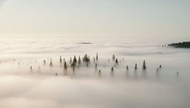 Nebelverhangene Gipfel: Kiefernwald über den Wolken von Artistic