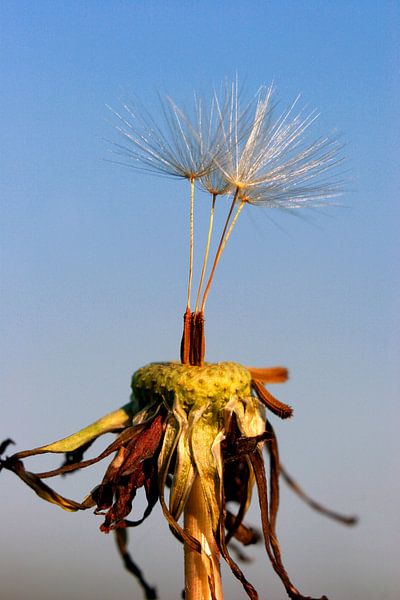 Paardebloem pluisjes by Dennis Claessens
