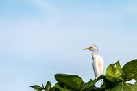 "On the Lookout" Cattle Egret