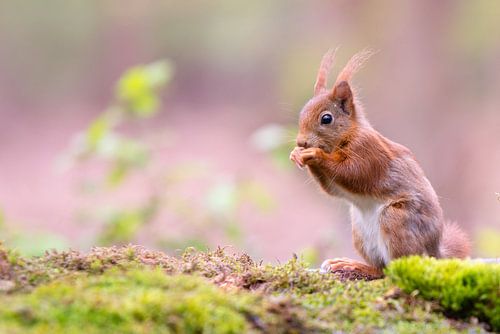 Squirrel with pink background I