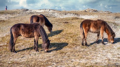 Exmoor ponies in the Helders dunes by eric van der eijk