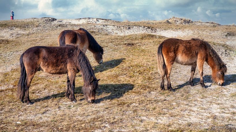 Exmoor ponies in the Helders dunes by eric van der eijk