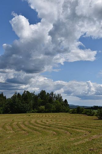 Een veld in de herfst na de oogst