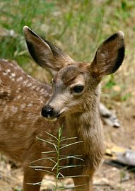 Hirsch von Tije Mählmann