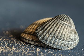 Zwei Muscheln in Blau von Irene Ruysch