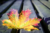 Kleurig Blad