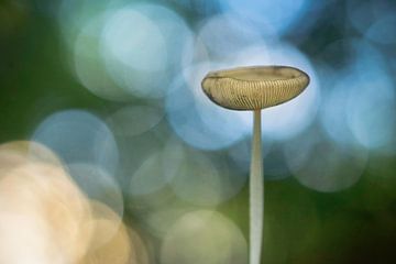 Pilz in magischem Licht