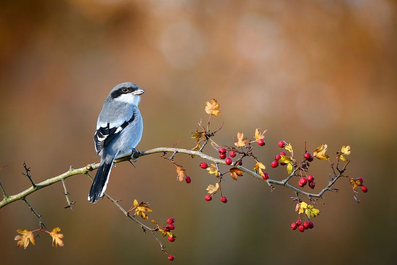 poppycock by Andy van der Steen - Fotografie