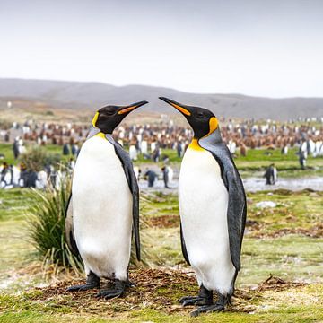 Koningspinguïns op South Georgia