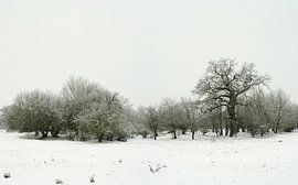Black and white picture of a winter landscape in the meadow park near Magdeburg by Heiko Kueverling