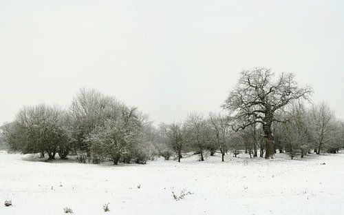 Image en noir et blanc d'un paysage hivernal dans le Wiesenpark près de Magdebourg