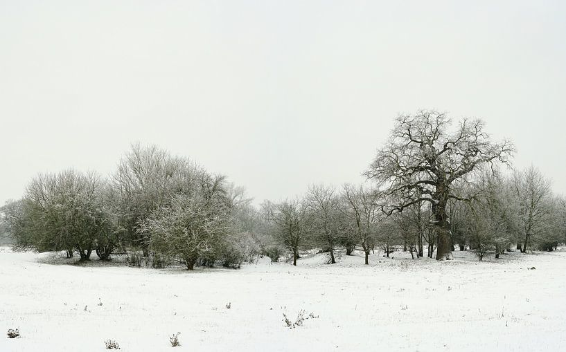 Image en noir et blanc d'un paysage hivernal dans le Wiesenpark près de Magdebourg par Heiko Kueverling
