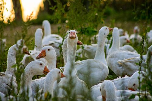 I'm the boss here...