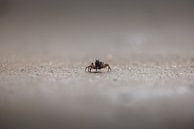 Alex Knob: Panoramic views in Narawntapu by Ken Tempelers thumbnail