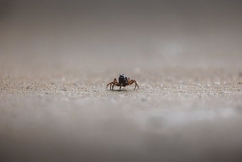 Alex Knob: Panoramisch Uitzicht in Narawntapu