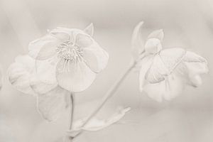 Helleborus