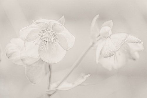 Helleborus