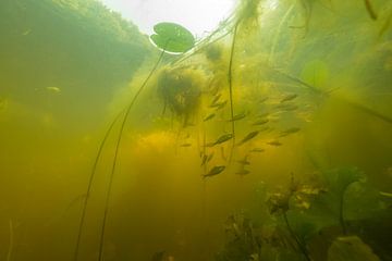 Underwater landscape by Matthijs de Vos