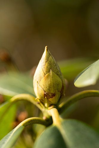 botanische kunst, macrofoto van een groene plant met bloem