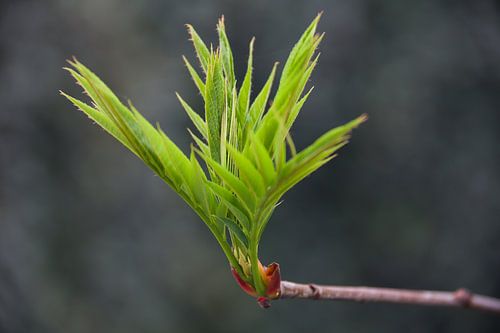 Lijsterbes Ding Dong - knop komt uit in de Lente