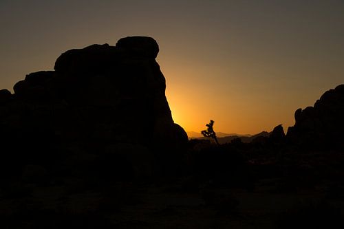 Zonsondergang in het Joshua Tree National Park