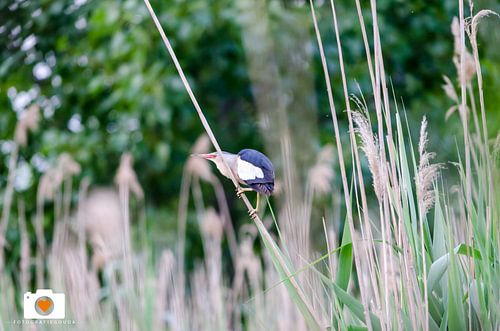 Schitterend vogel zeldzaam (woudaap)